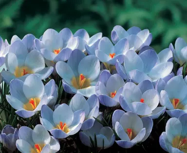 crocus-blue-pearl-2