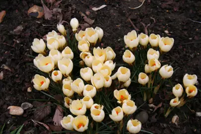 crocus-cream-beauty-2