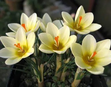 crocus-cream-beauty-5