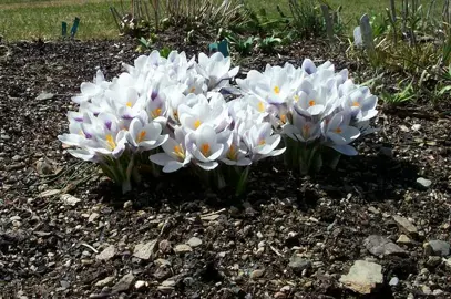 crocus-prins-claus-2