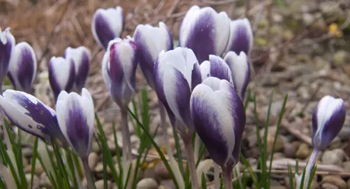 crocus-prins-claus-3