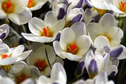 crocus-prins-claus-6