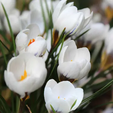 crocus-purity-1