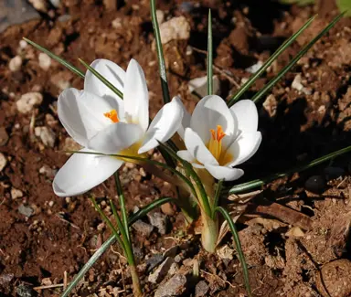 crocus-purity-2