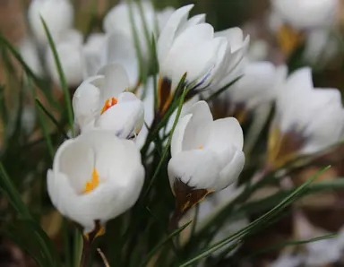 crocus-purity-3