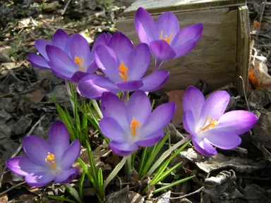 crocus-remembrance-3