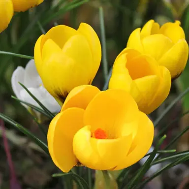 crocus-sunkist-2