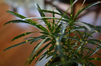 Croton 'Gold Dust' plant with green leaves speckled with gold.