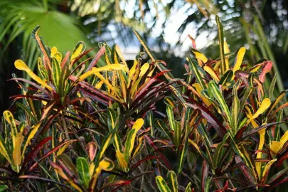 Croton 'Laurens Rainbow' plants with colourful foliage.