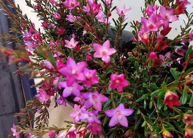 Crowea Merricks Dwarf shrub with pink flowers.