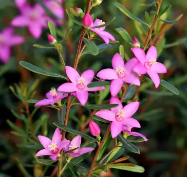 Crowea Pink Star plant with pink flowers.