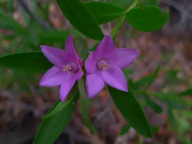 Crowea saligna pink flowers and green foliage.