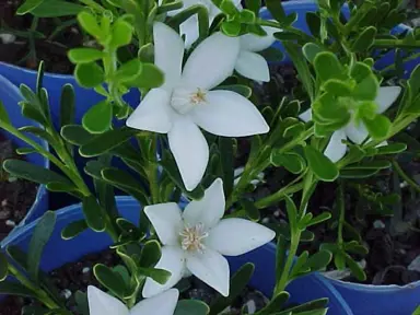 Crowea White Star small shrub with white flowers.