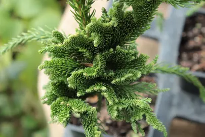 Cryptomeria Cristata plant with dark green foliage.