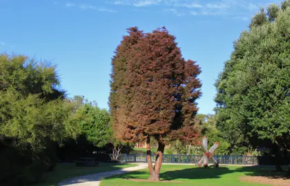 Cryptomeria elegans tree with fine, red foliage in a park.