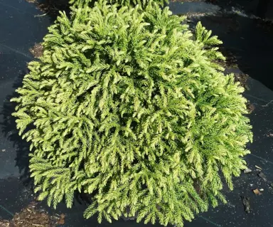 Cryptomeria globosa nana shrub growing in a pot.