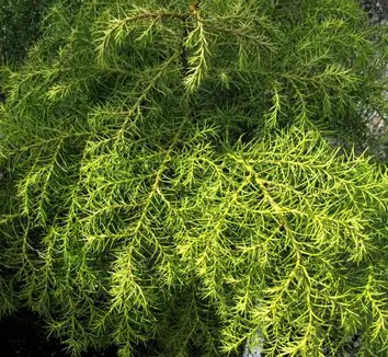 Cryptomeria japonica 'Atawhai' green foliage.