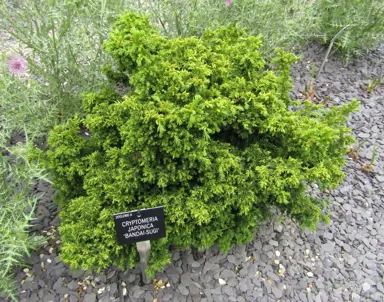 Cryptomeria japonica 'Bandai Sugi' shrub with green foliage.