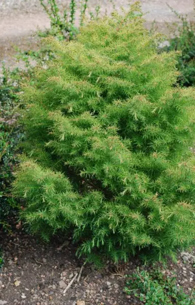 Cryptomeria japonica Elegans Compacta plant with fine, green-yellow foliage.