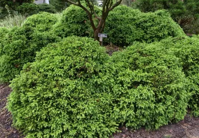 Cryptomeria japonica elegans nana shrubs with green foliage.