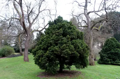 Cryptomeria japonica 'Jindai' tree with dark green foliage.