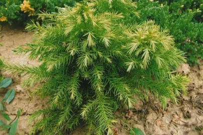 Cryptomeria japonica monstrosa nana plant.