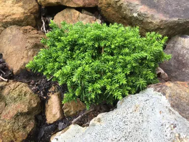 Cryptomeria japonica Tenzan plant growing between rocks.