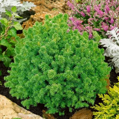 Cryptomeria japonica 'Vilmoriniana' conifer with fine, green foliage.