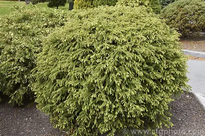 Cryptomeria Littleworth Dwarf shrub.