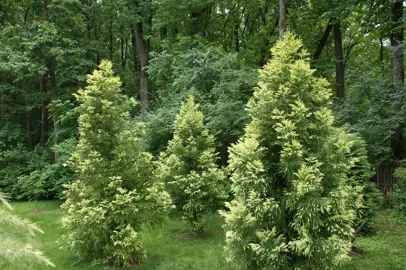 Cryptomeria Sekkan Sugi trees with green and cream foliage.