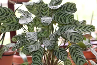 Ctenanthe Burle Marxii plant in a pot with green and grey leaves.