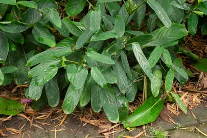 Ctenanthe compressa plant with lush, green foliage.