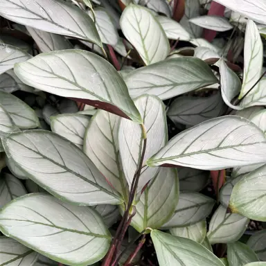 ctenanthe-grey-star-2