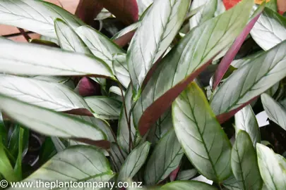 ctenanthe-grey-star-5