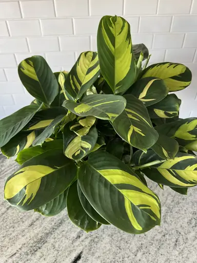 Ctenanthe lubbersiana plant with yellow and green foliage.