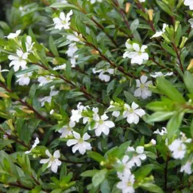 Cuphea 'Bianca' plant with white flowers.