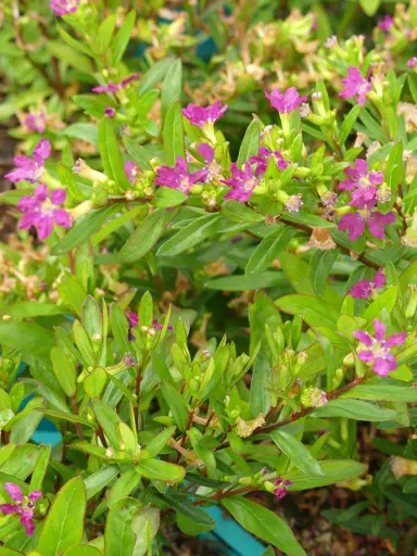 Cuphea 'Cerise' plant.