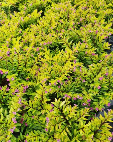 Cuphea hyssopifolia 'Aurea' plant.