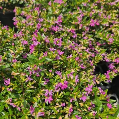 Cuphea hyssopifolia 'Midget' plant.