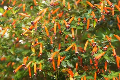 Cuphea ignea plant with orange flowers.