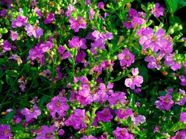 Cuphea 'Jocelyn's Pink' plant with pink flowers.