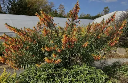 Cuphea micropetala shrub with orange flowers.