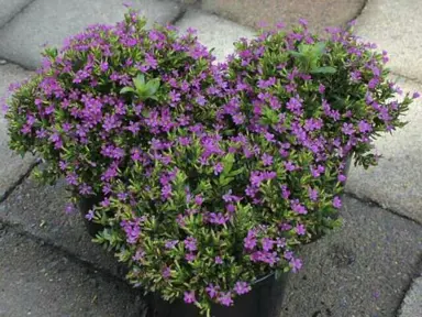 Cuphea 'Robs Mauve' plants.