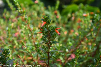 Cuphea Vermillionare red flower against a background of green foliage.