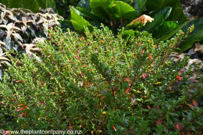 Cuphea Vermillionare shrub with red flowers and green foliage.