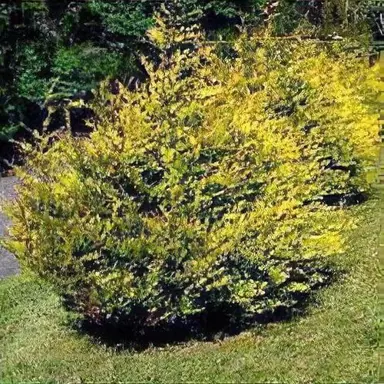 Cupressocyparis Robinsons Gold tree with yellow foliage.