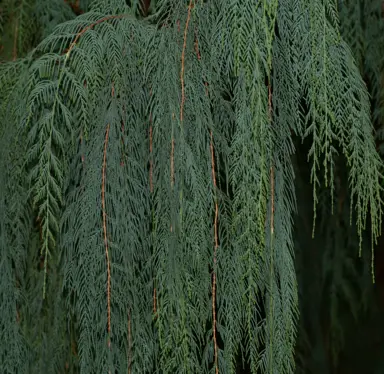 cupressus-cashmeriana-1