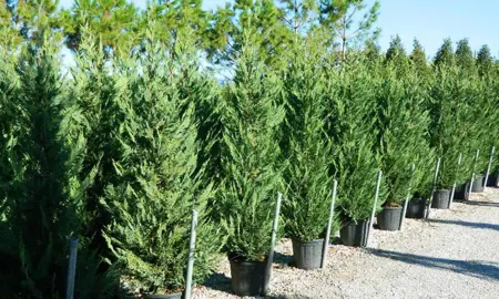 Cupressus leylandii trees with green foliage.