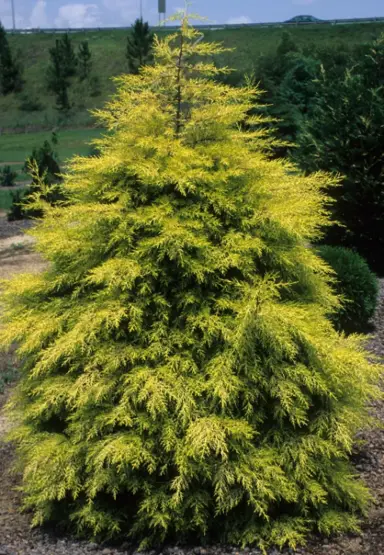 Cupressus macrocarpa 'Fine Gold' tree with yellow foliage.