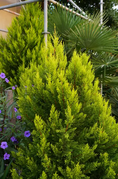 Cupressus macrocarpa Golden Pillar tree with yellow foliage.